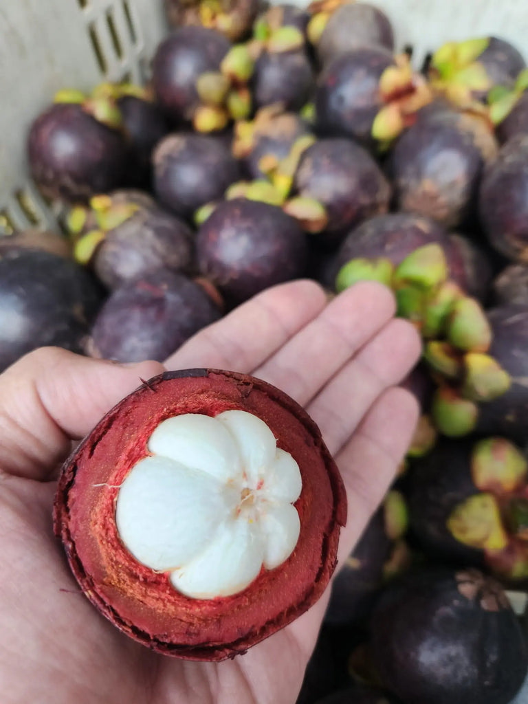 Japanese Mangosteen 1kg Freshly Picked