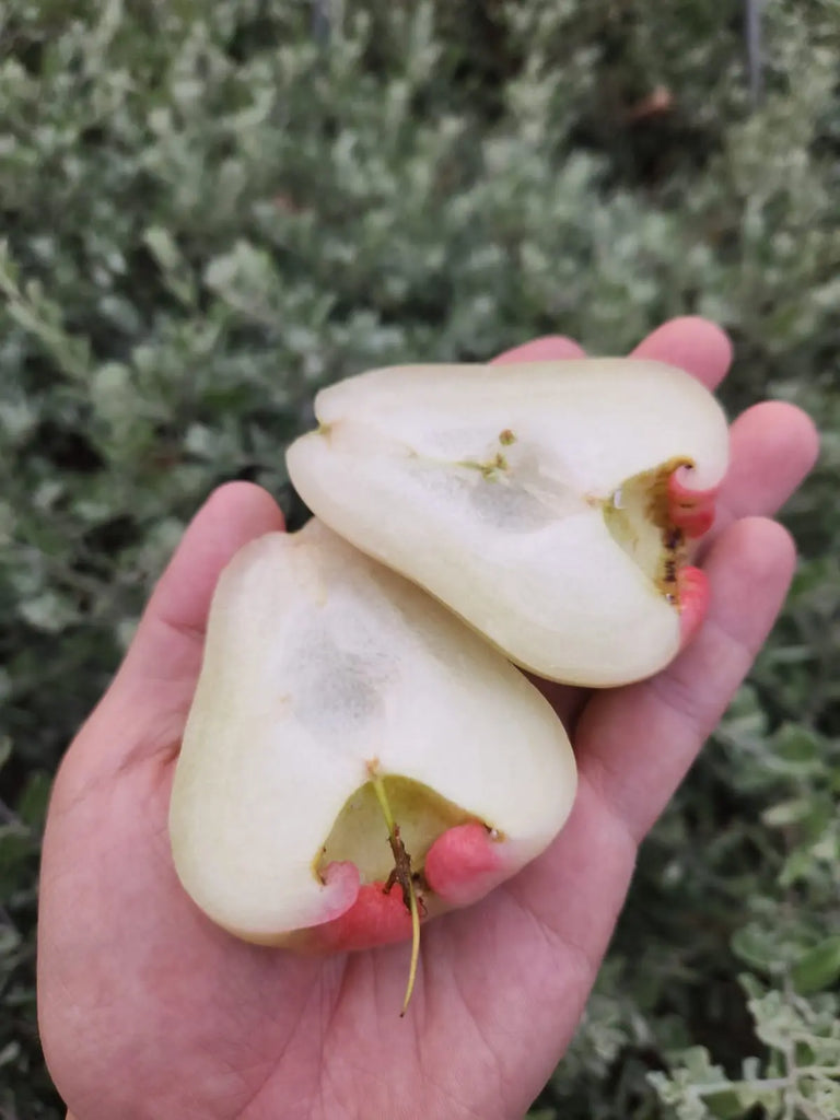 Green Jade Jambu 1kg Freshly Picked