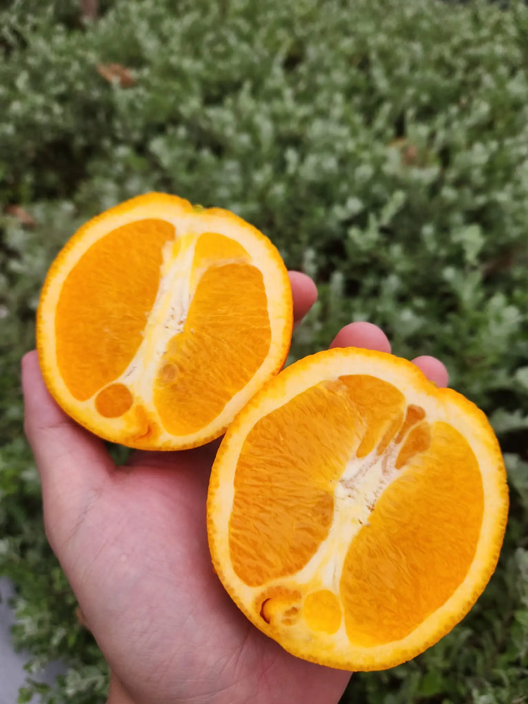 LOC Sweet Oranges Freshly Picked