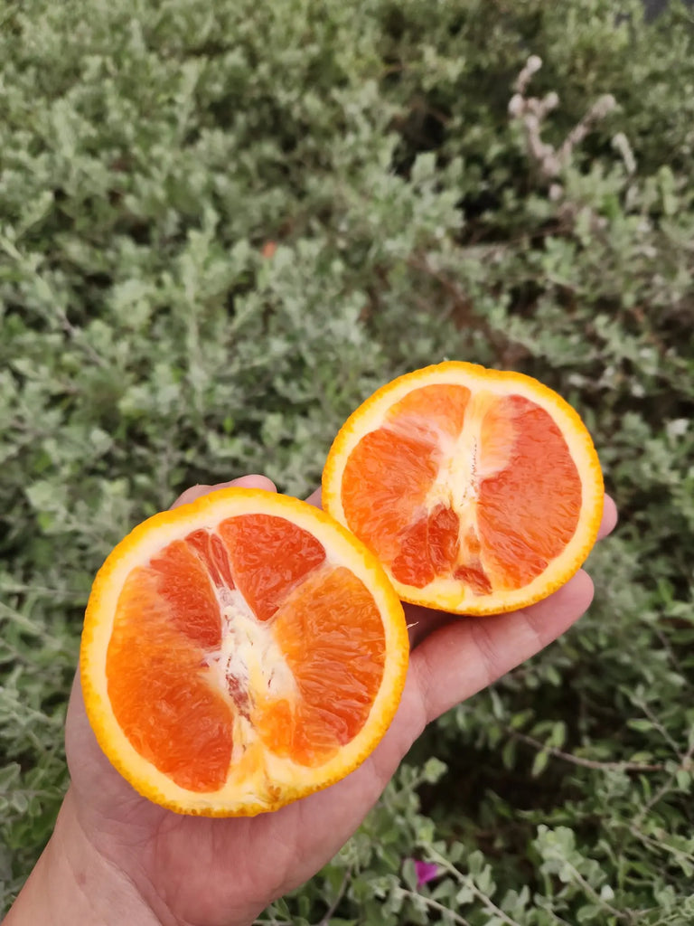 Cara Cara Oranges 4pcs Freshly Picked