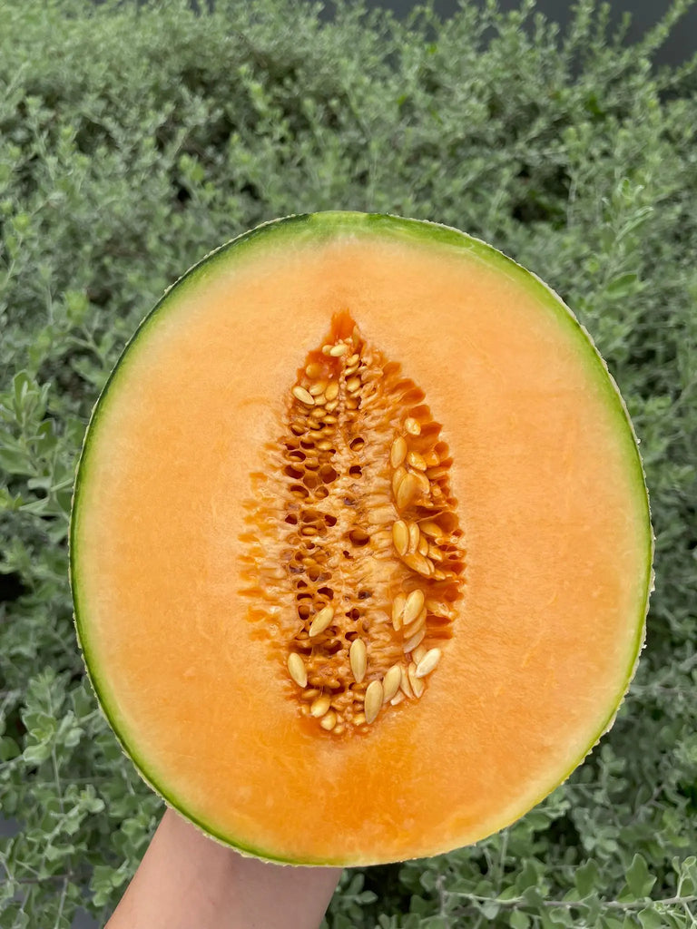 Rockmelon, Australia Freshly Picked