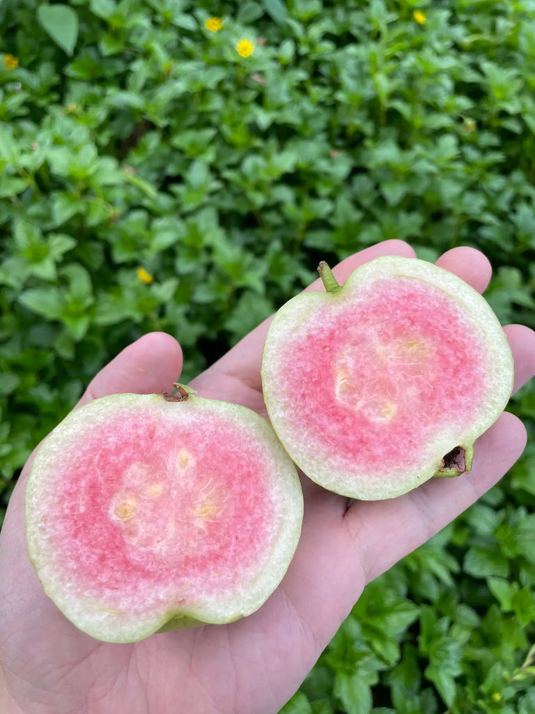 Pink Guava Freshly Picked