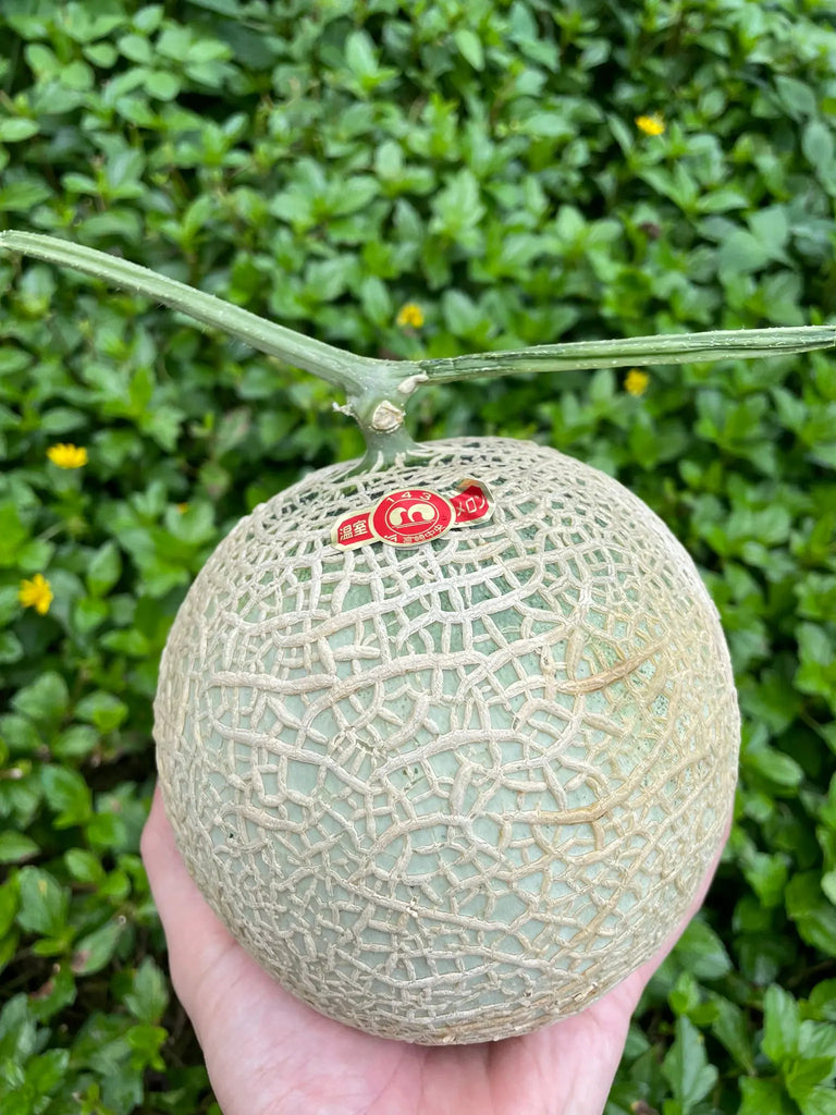 Little Planet Melon Small Freshly Picked