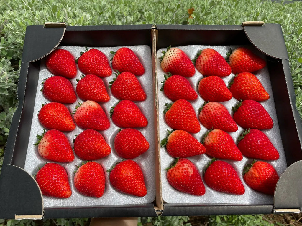 Tochiaika Ichigo Strawberry, Tochigi, Japan Freshly Picked