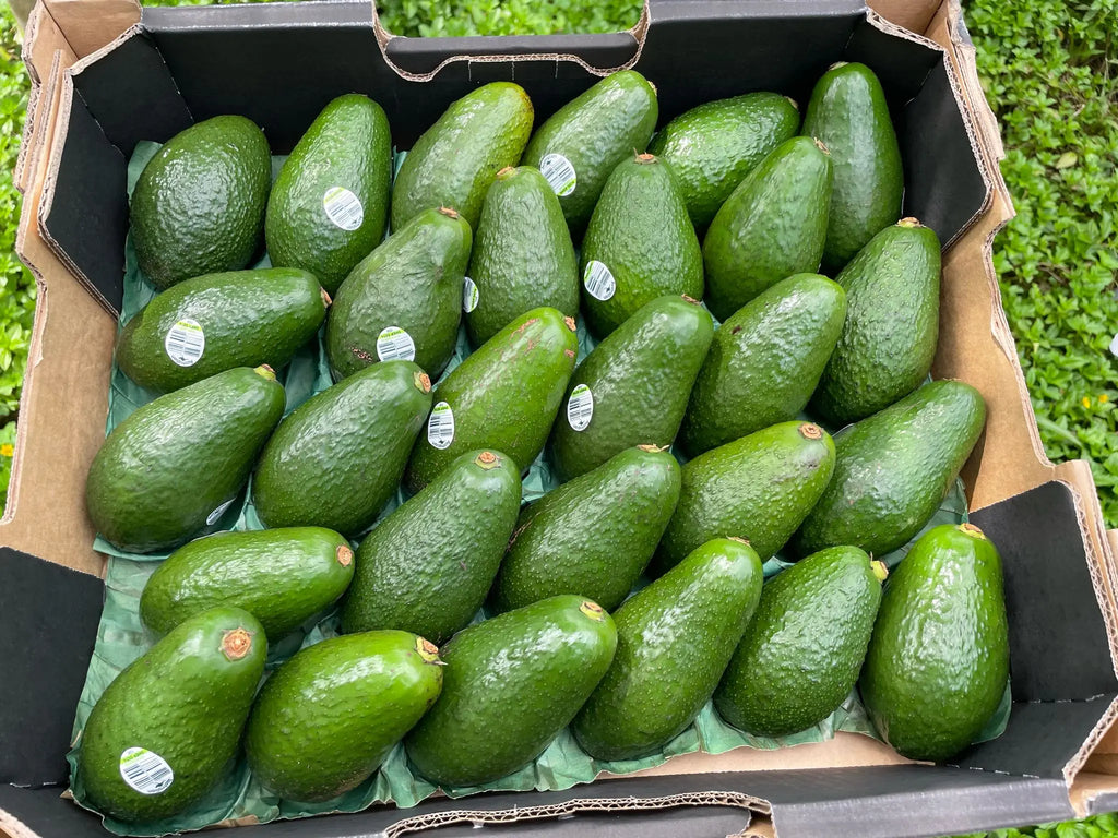 Shepard Avocado Freshly Picked